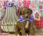 Small Photo #1 Bichpoo Puppy For Sale in LANCASTER, PA, USA