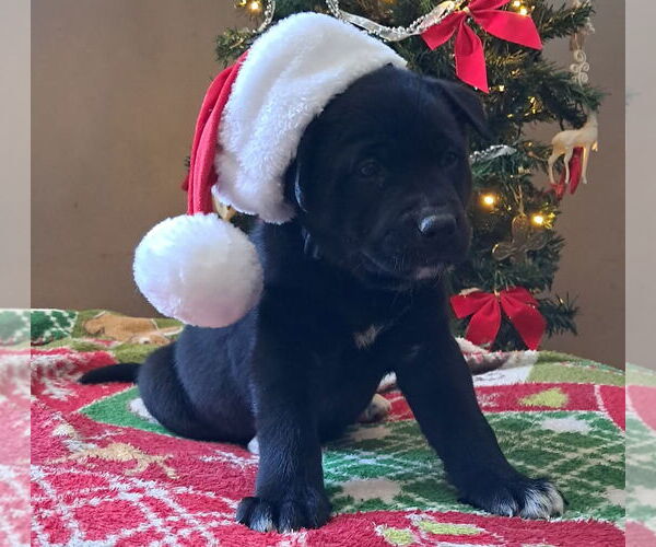 Medium Photo #1 Shepradors Puppy For Sale in Princeton, MN, USA