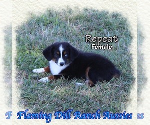Miniature Australian Shepherd Puppy for sale in FORESTBURG, TX, USA