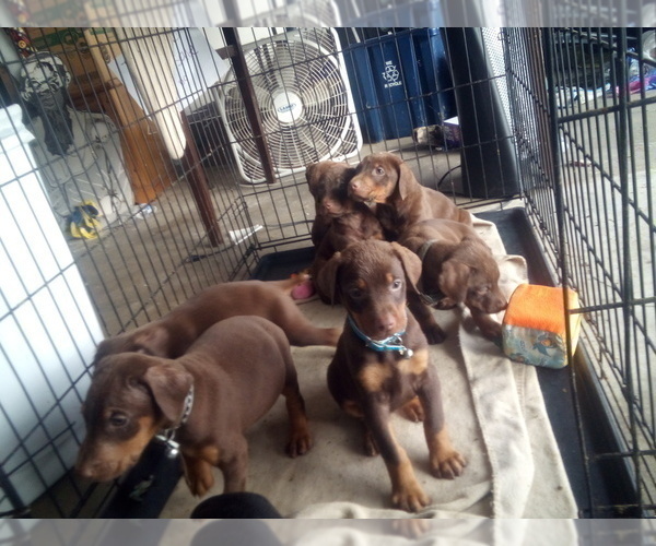 Medium Photo #4 Doberman Pinscher Puppy For Sale in PASCO, WA, USA
