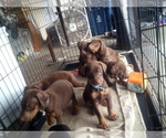 Small Photo #4 Doberman Pinscher Puppy For Sale in PASCO, WA, USA