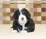 Small #5 Bernedoodle (Miniature)