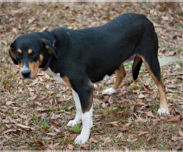 Medium Photo #2 Doberman Pinscher-Greater Swiss Mountain Dog Mix Puppy For Sale in Attalka, AL, USA
