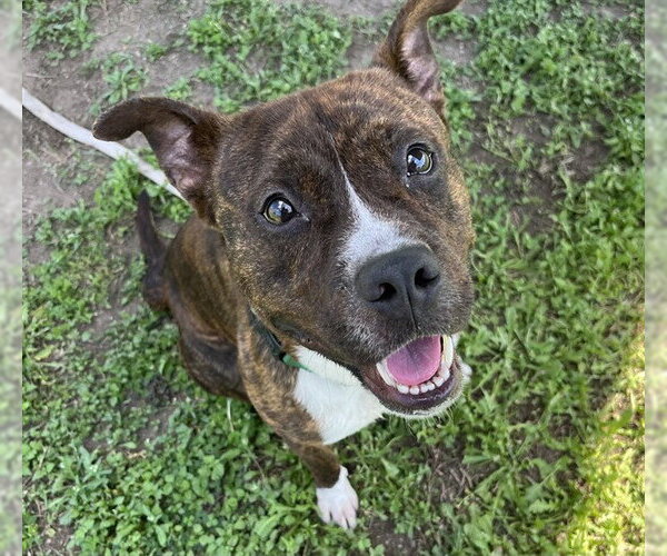 Medium Photo #2 Staffordshire Bull Terrier Puppy For Sale in Ocala, FL, USA