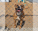 Small #1 American Pit Bull Terrier