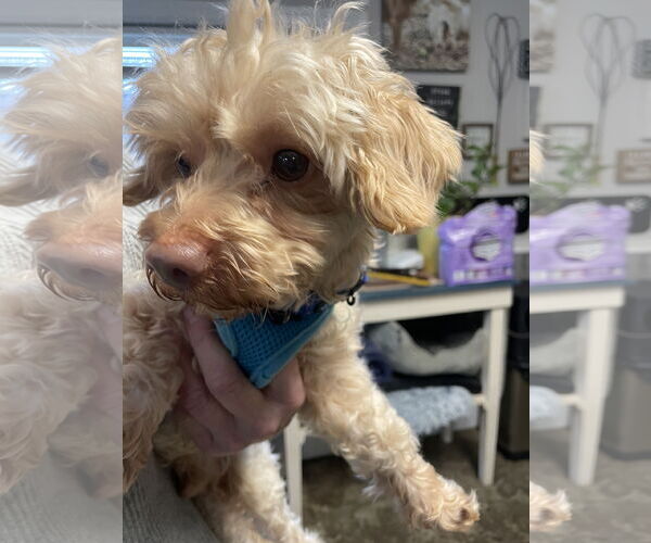 Medium Photo #12 Poodle (Miniature) Puppy For Sale in Chester, NJ, USA