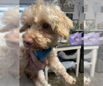 Small #11 Poodle (Miniature)