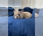 Small Photo #31 French Bulldog Puppy For Sale in BEVERLY HILLS, CA, USA