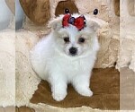 Small #1 Pomeranian