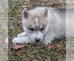 Small Photo #4 Siberian Husky Puppy For Sale in OSCODA, MI, USA