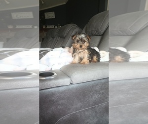 Medium Yorkshire Terrier