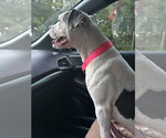 Small Photo #10 Bullboxer Pit Puppy For Sale in Holly Springs, NC, USA