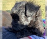 Small Photo #16 Pomeranian-Poodle (Toy) Mix Puppy For Sale in ST GEORGE, UT, USA