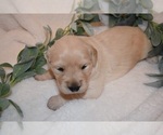 Small Photo #49 Golden Retriever Puppy For Sale in RICHMOND, TX, USA