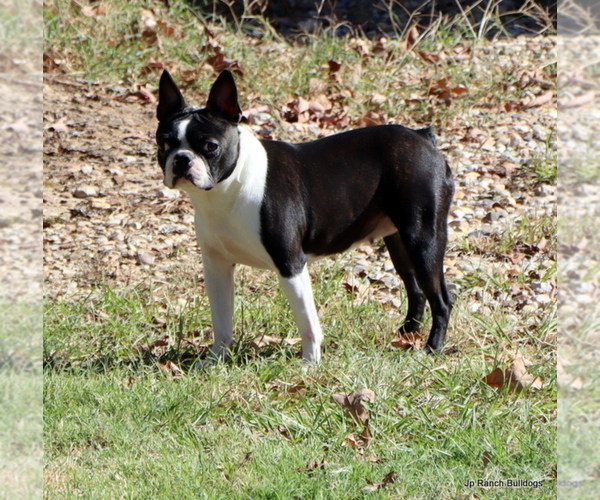 Medium Photo #1 Boston Terrier Puppy For Sale in WINNSBORO, TX, USA