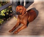 Small Photo #1 Rhodesian Ridgeback Puppy For Sale in CHILOQUIN, OR, USA