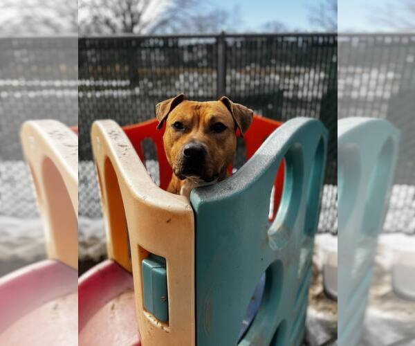 Medium Photo #3 Mutt Puppy For Sale in Westwood, NJ, USA