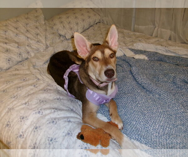 Medium Photo #2 Siberian Husky-Unknown Mix Puppy For Sale in Plainfield, IL, USA