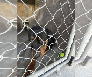 Rottweiler-Unknown Mix Dogs for adoption in Las Vegas, NM, USA