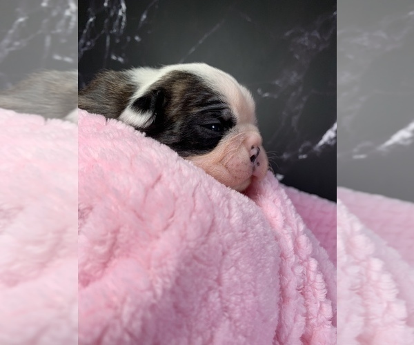 Medium Photo #83 Boston Terrier Puppy For Sale in TULARE, CA, USA
