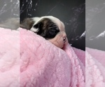 Small Photo #83 Boston Terrier Puppy For Sale in TULARE, CA, USA