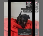 Image preview for Ad Listing. Nickname: Maple