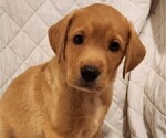Small Photo #41 Labrador Retriever Puppy For Sale in BUFFALO, NY, USA