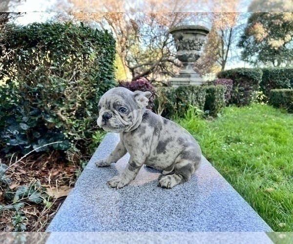 Medium Photo #152 French Bulldog Puppy For Sale in HAYWARD, CA, USA