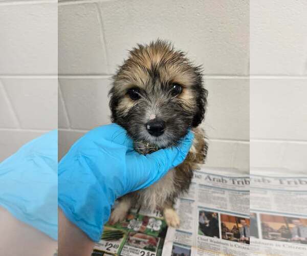 Medium Photo #4 Dachshund-Unknown Mix Puppy For Sale in SHERBURNE, NY, USA