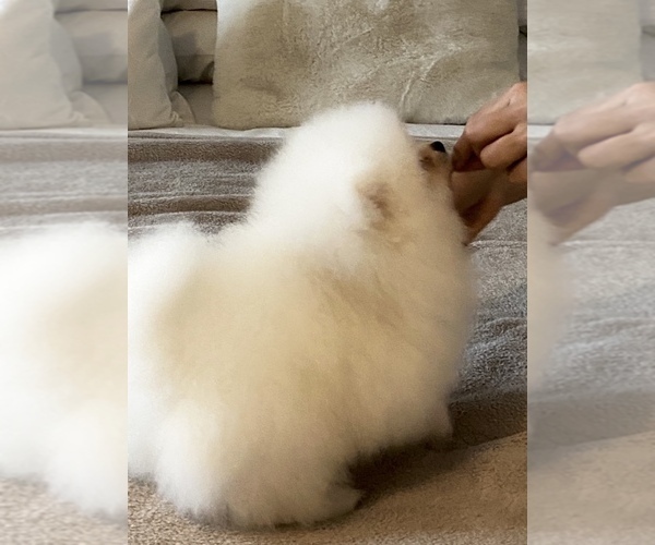 Medium Photo #11 Pomeranian Puppy For Sale in CHULA VISTA, CA, USA