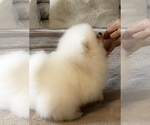 Small #10 Pomeranian