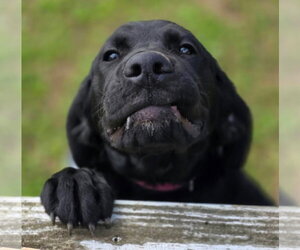 Rainey - Female Golden Retriever-Unknown Mix Dog for Adoption - Photo #5