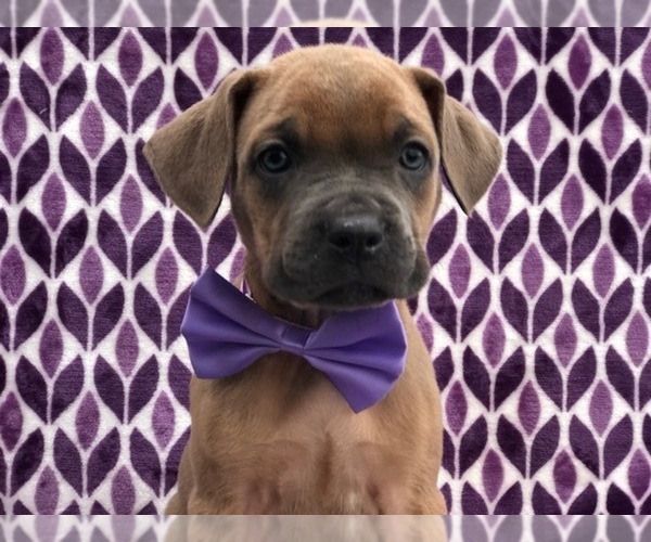 Medium Photo #1 Cane Corso Puppy For Sale in CLAY, PA, USA