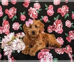 Small Photo #6 Miniature Labradoodle Puppy For Sale in QUARRYVILLE, PA, USA