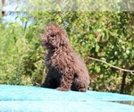 Small #11 ShihPoo