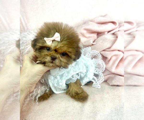Medium Photo #14 Shih Tzu Puppy For Sale in TAMPA, FL, USA