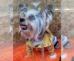 Small Photo #1 Yorkshire Terrier Puppy For Sale in HARKER HEIGHTS, TX, USA