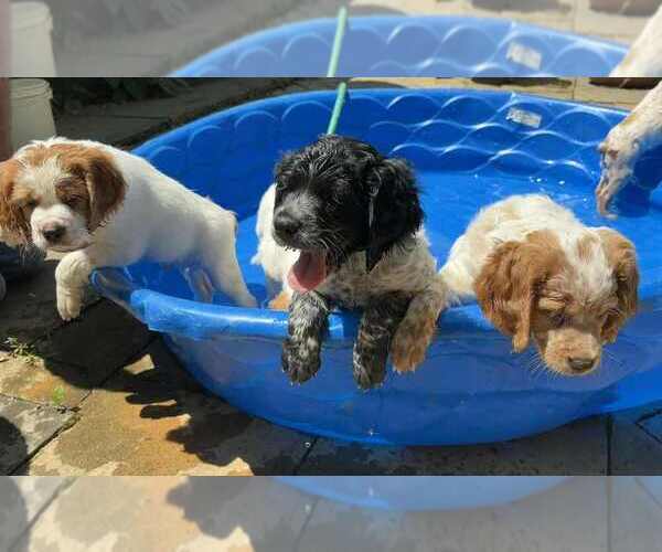 Medium Photo #1 Brittany Puppy For Sale in BATESVILLE, IN, USA