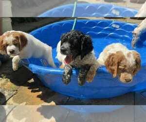 Brittany Litter for sale in BATESVILLE, IN, USA
