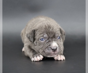 American Bully Puppy for sale in CHAMPAIGN, IL, USA
