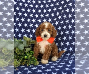 Cock-A-Poo Puppy for sale in LINCOLN UNIVERSITY, PA, USA