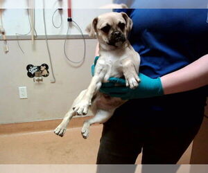 Pug-Unknown Mix Dogs for adoption in Martinez, CA, USA