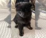 Small Photo #15 Pomeranian Puppy For Sale in SACRAMENTO, CA, USA