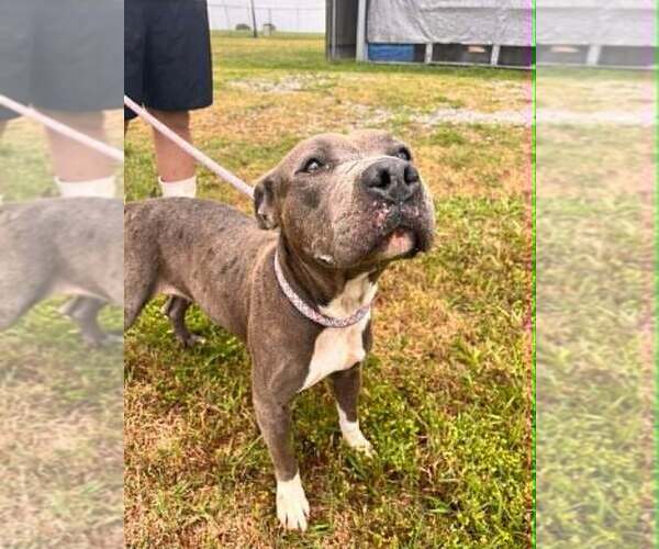 Medium Photo #4 Mutt Puppy For Sale in Abbeville, LA, USA