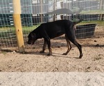 Small #21 Catahoula Leopard Dog
