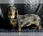 Small #12 Dachshund