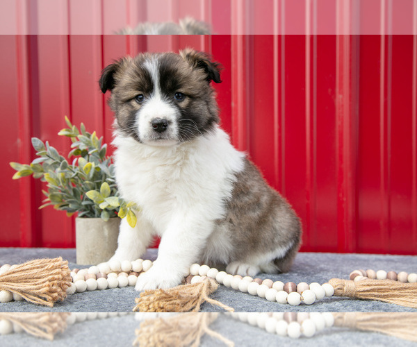 Medium Photo #3 Australian Shepherd Puppy For Sale in GREENFIELD, OH, USA