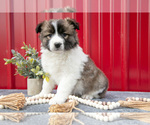 Small #1 Australian Shepherd