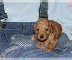 Small Photo #4 Poodle (Toy) Puppy For Sale in EL PASO, TX, USA