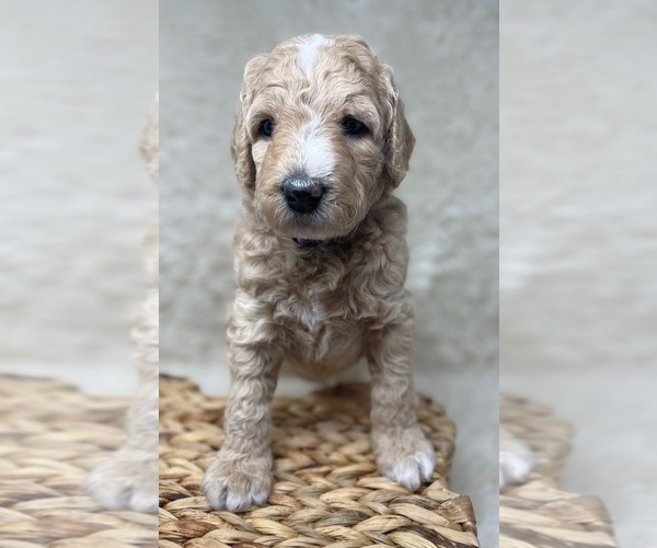 Medium Photo #32 Double Doodle Puppy For Sale in PIERSON, FL, USA